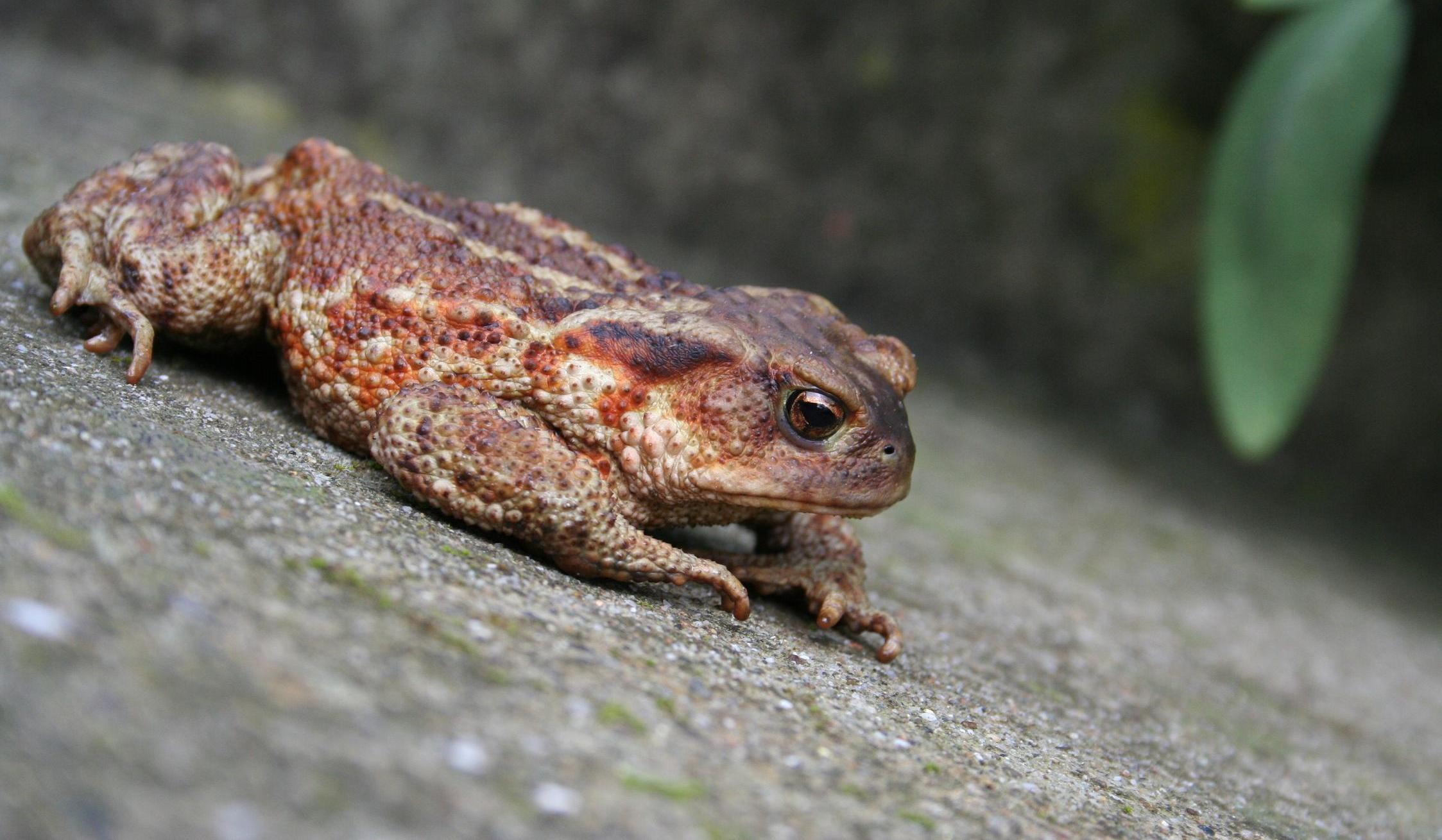 Bufo bufo
